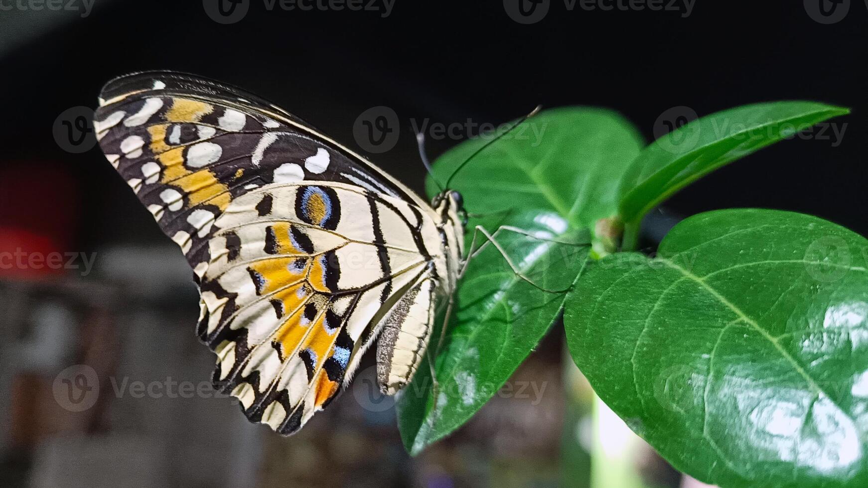 portrait of a butterfly perched on a leaf at night photo