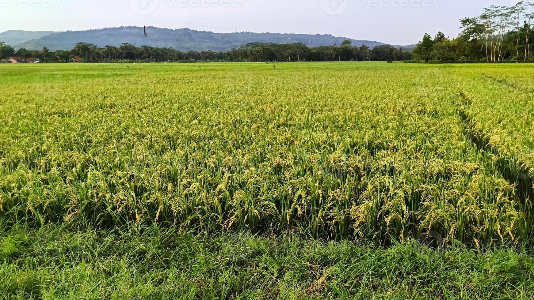 View of green rice fields with a road flanked by rice fields and surrounded by hills photo