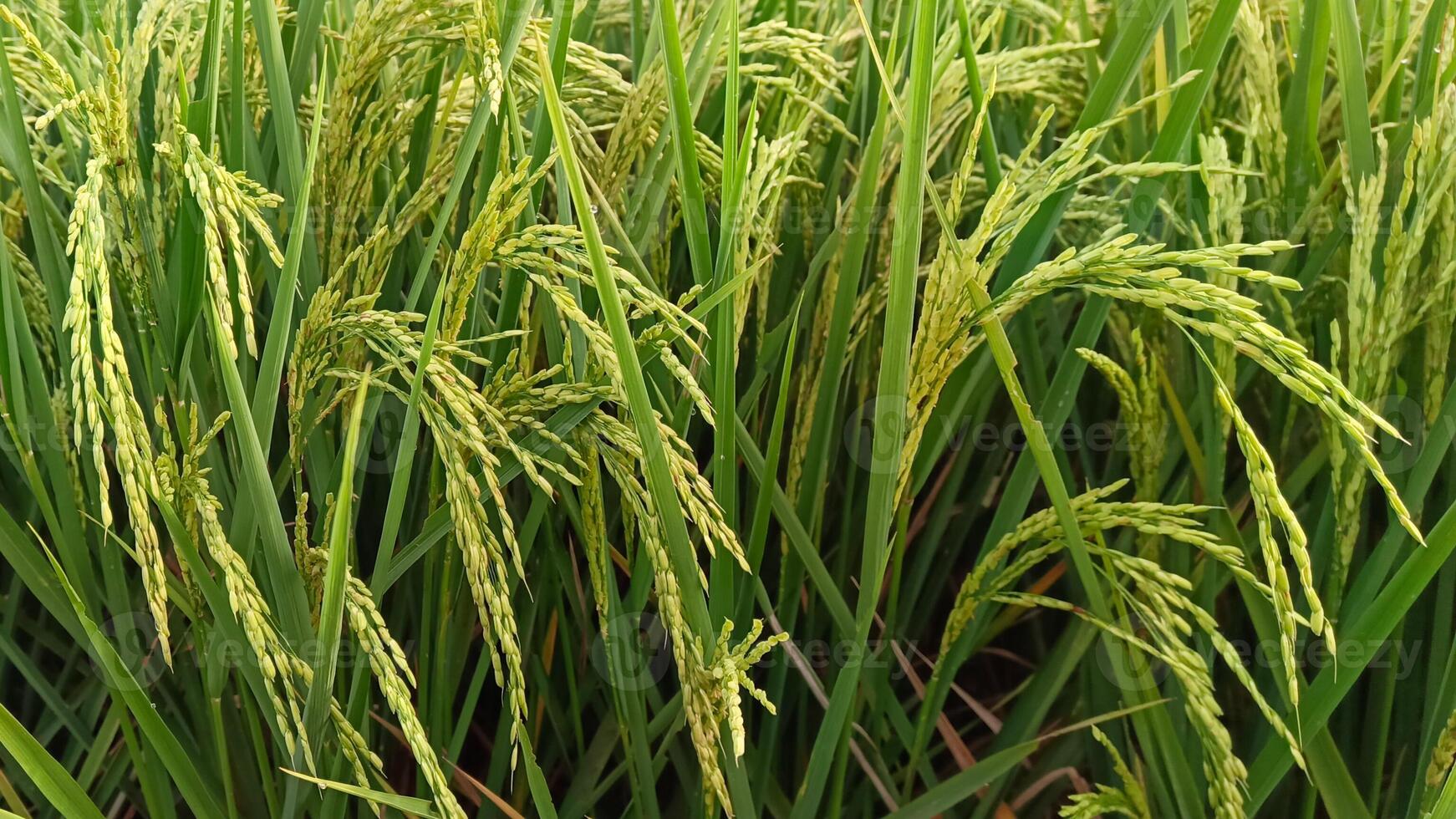 Portrait of a rice plant that is starting to turn yellow and the grain is coming out photo