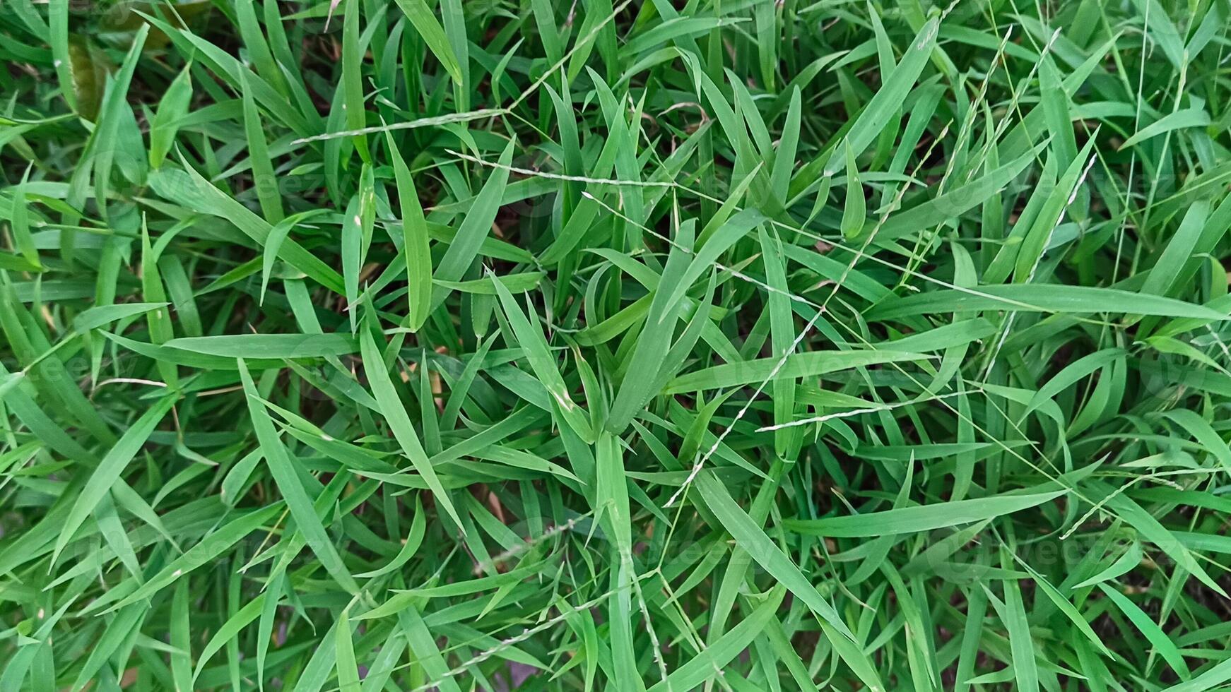 Portrait of green grass, in a garden that grows beautifully and freshly photo