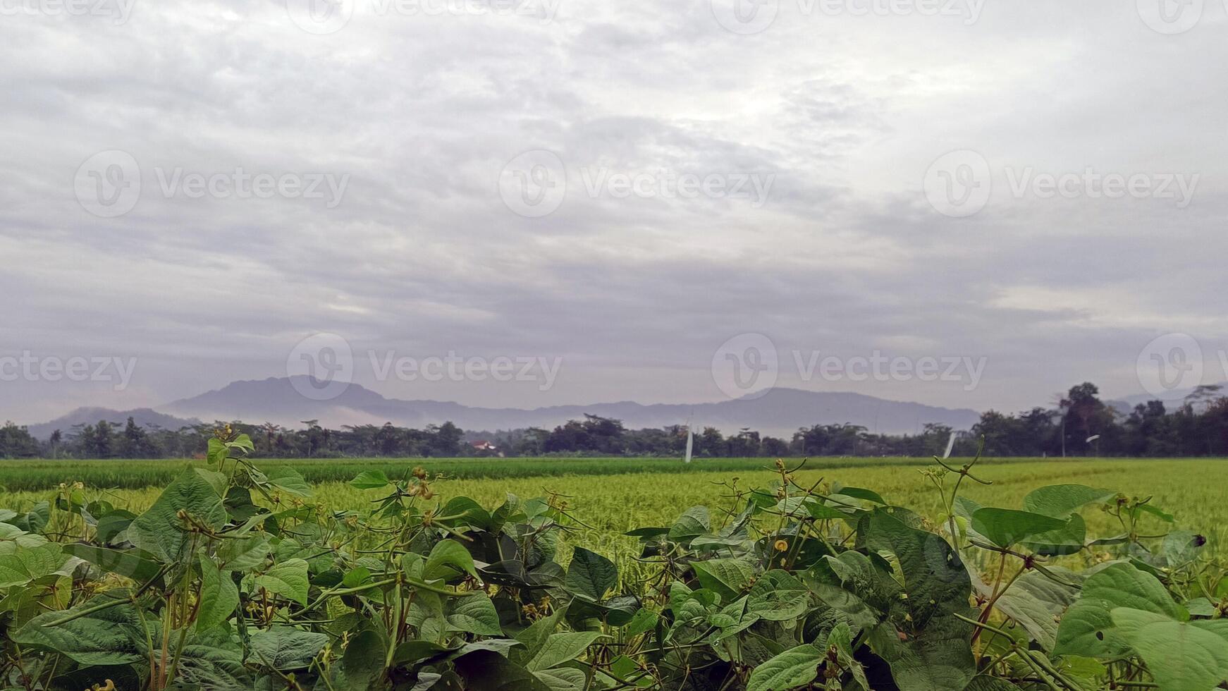 ver de verde arroz campos con un la carretera flanqueado por arroz campos y rodeado por colinas foto