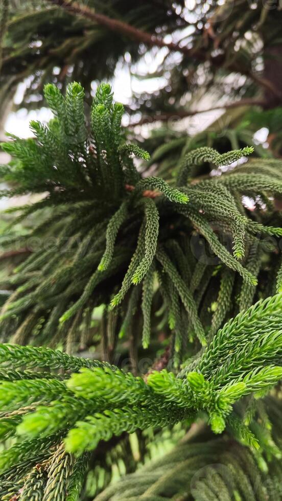 Natural and beautiful Cook pine tree. photo
