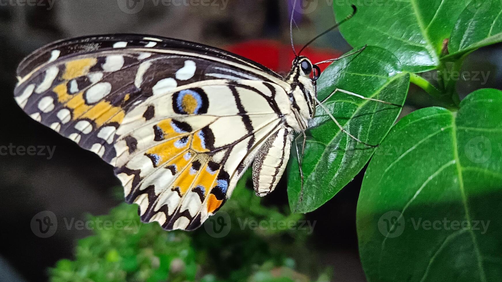 portrait of a butterfly perched on a leaf at night photo