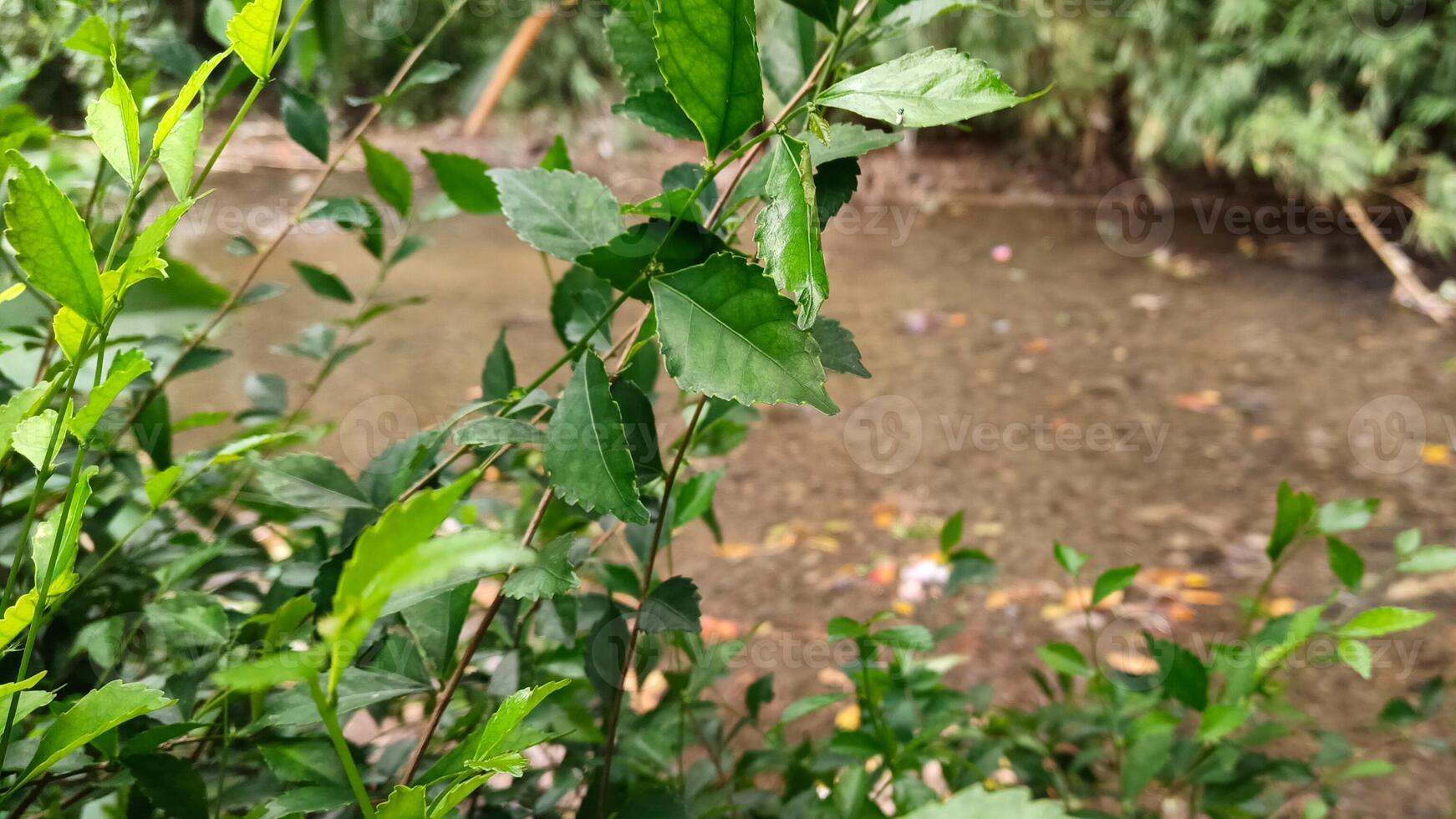 Photo of leaves with a clear river background