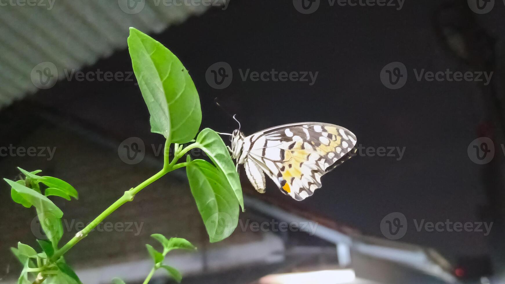 retrato de un mariposa encaramado en un hoja a noche foto