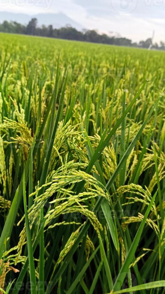 Portrait of a rice plant that is starting to turn yellow and the grain is coming out photo