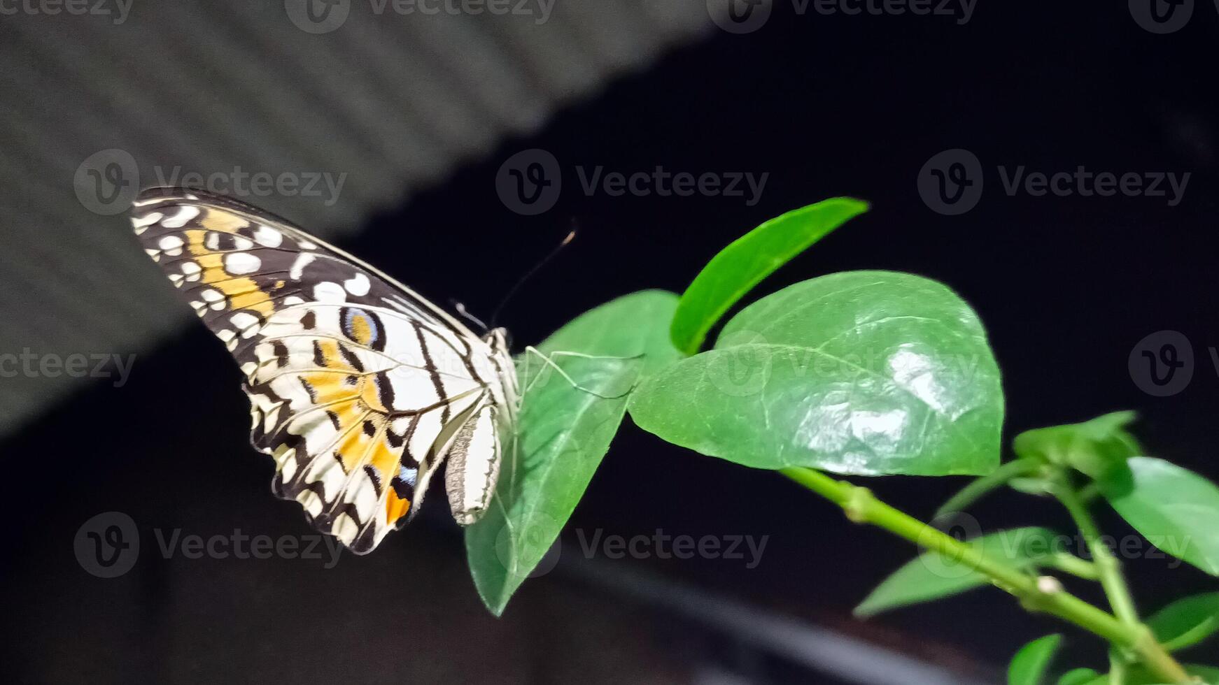 portrait of a butterfly perched on a leaf at night photo