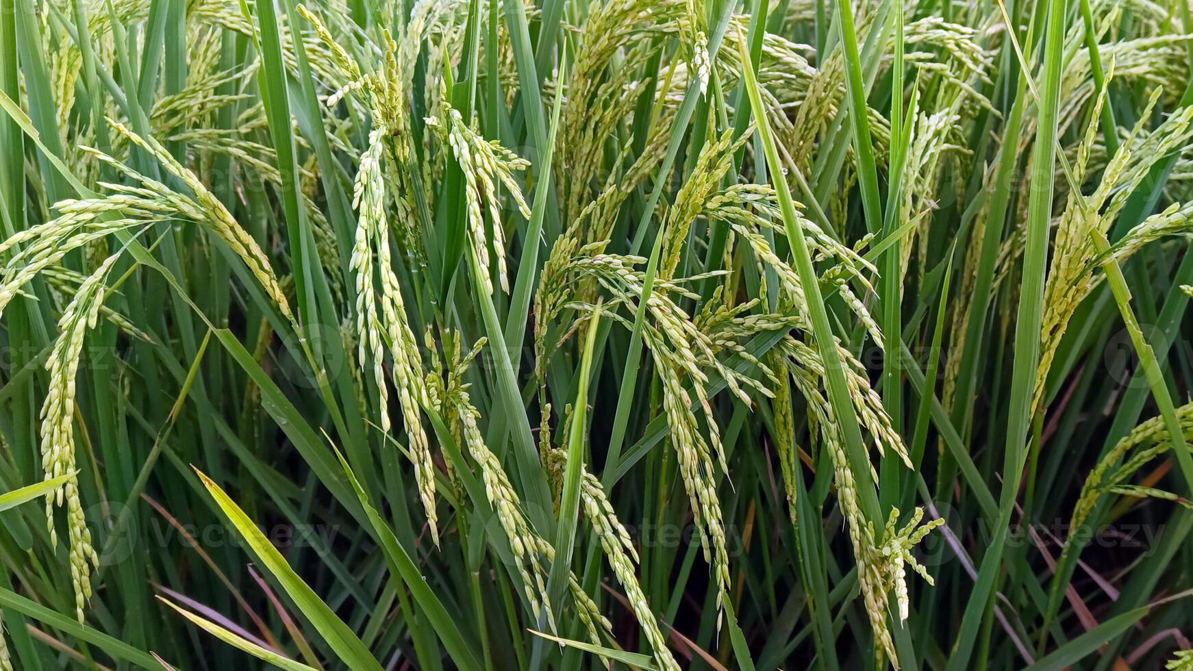 Portrait of a rice plant that is starting to turn yellow and the grain is coming out photo