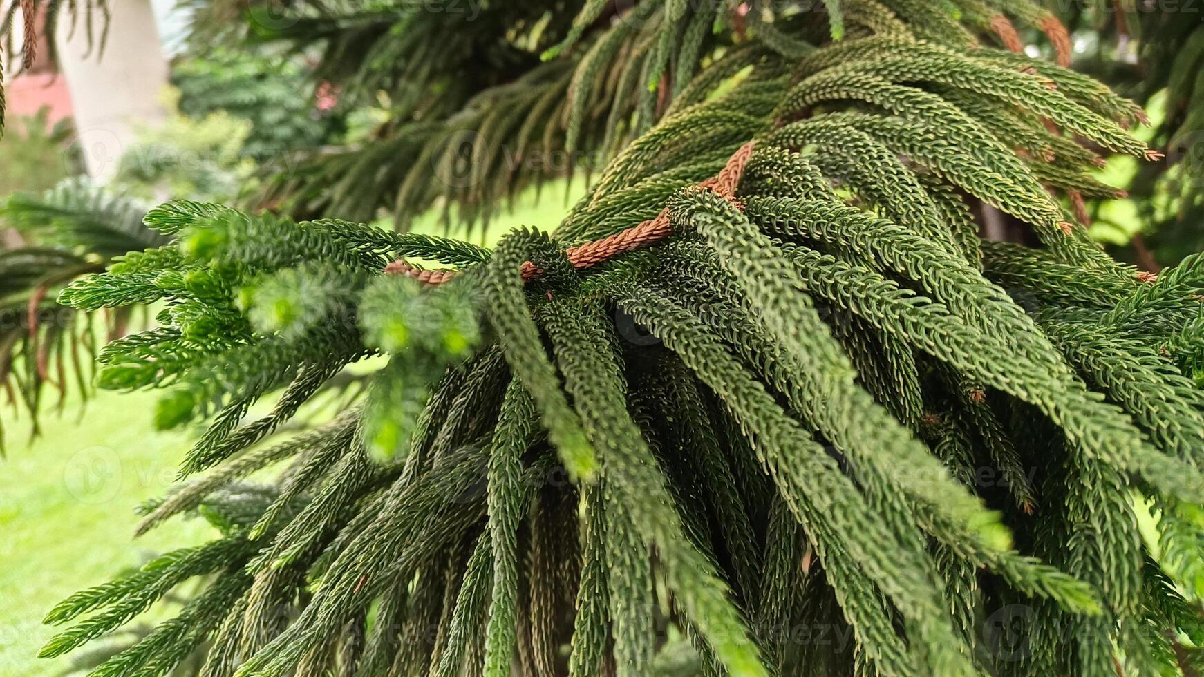 Natural and beautiful Cook pine tree. photo