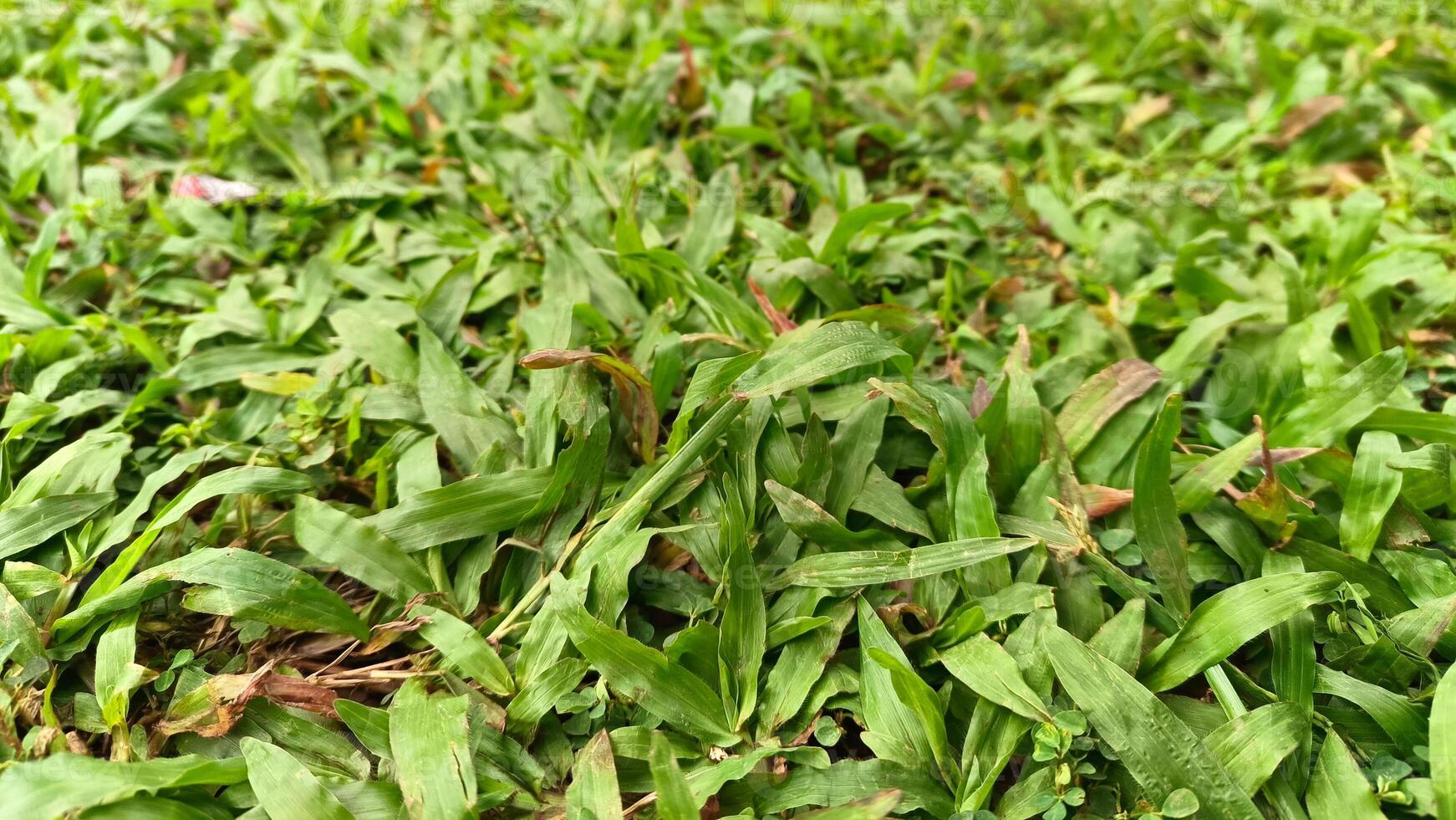 Portrait of green grass, in a garden that grows beautifully and freshly photo