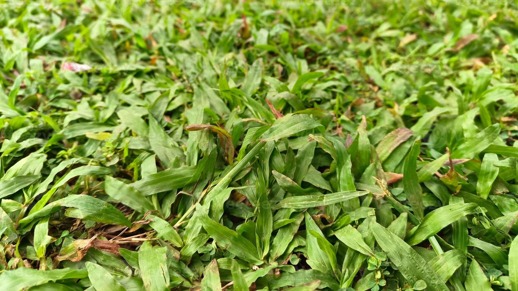 retrato de verde césped, en un jardín ese crece hermosamente y recién foto