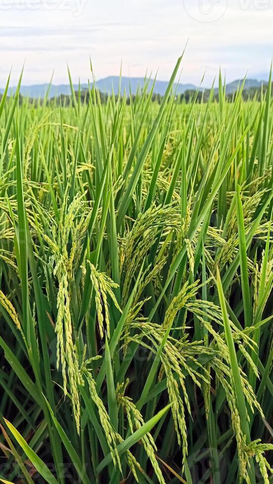 Portrait of a rice plant that is starting to turn yellow and the grain is coming out photo