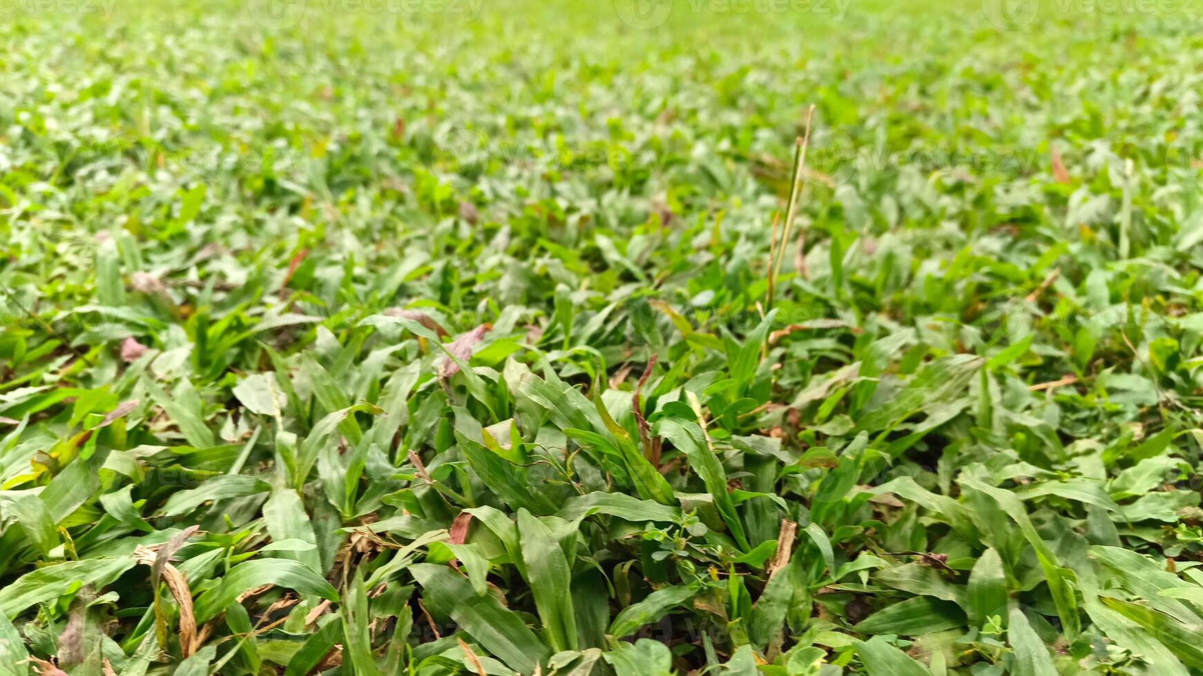 Portrait of green grass, in a garden that grows beautifully and freshly photo