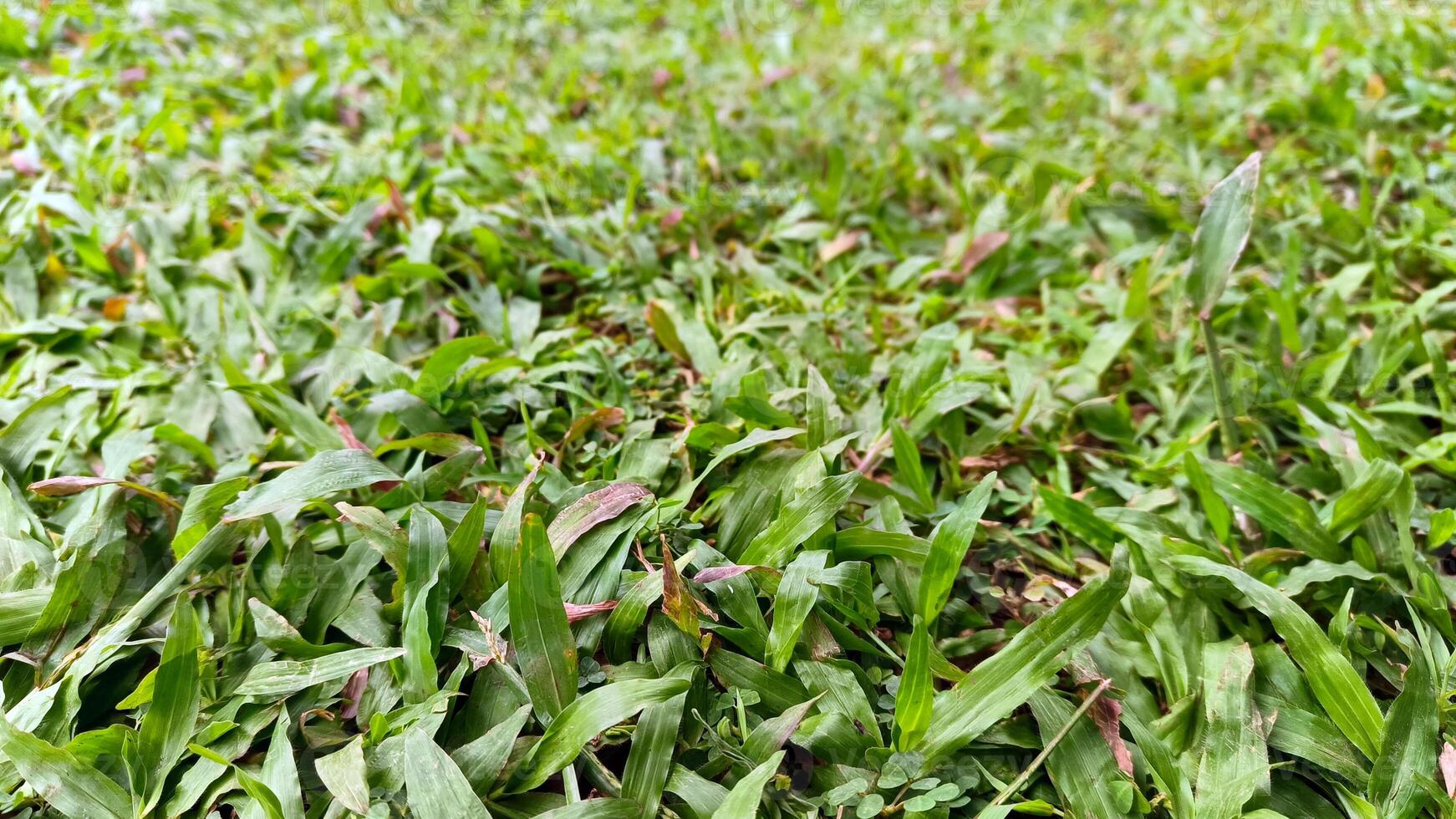 Portrait of green grass, in a garden that grows beautifully and freshly photo