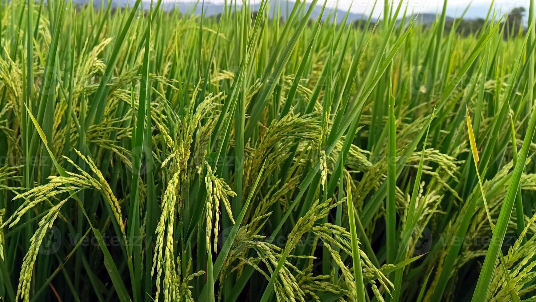 Portrait of a rice plant that is starting to turn yellow and the grain is coming out photo