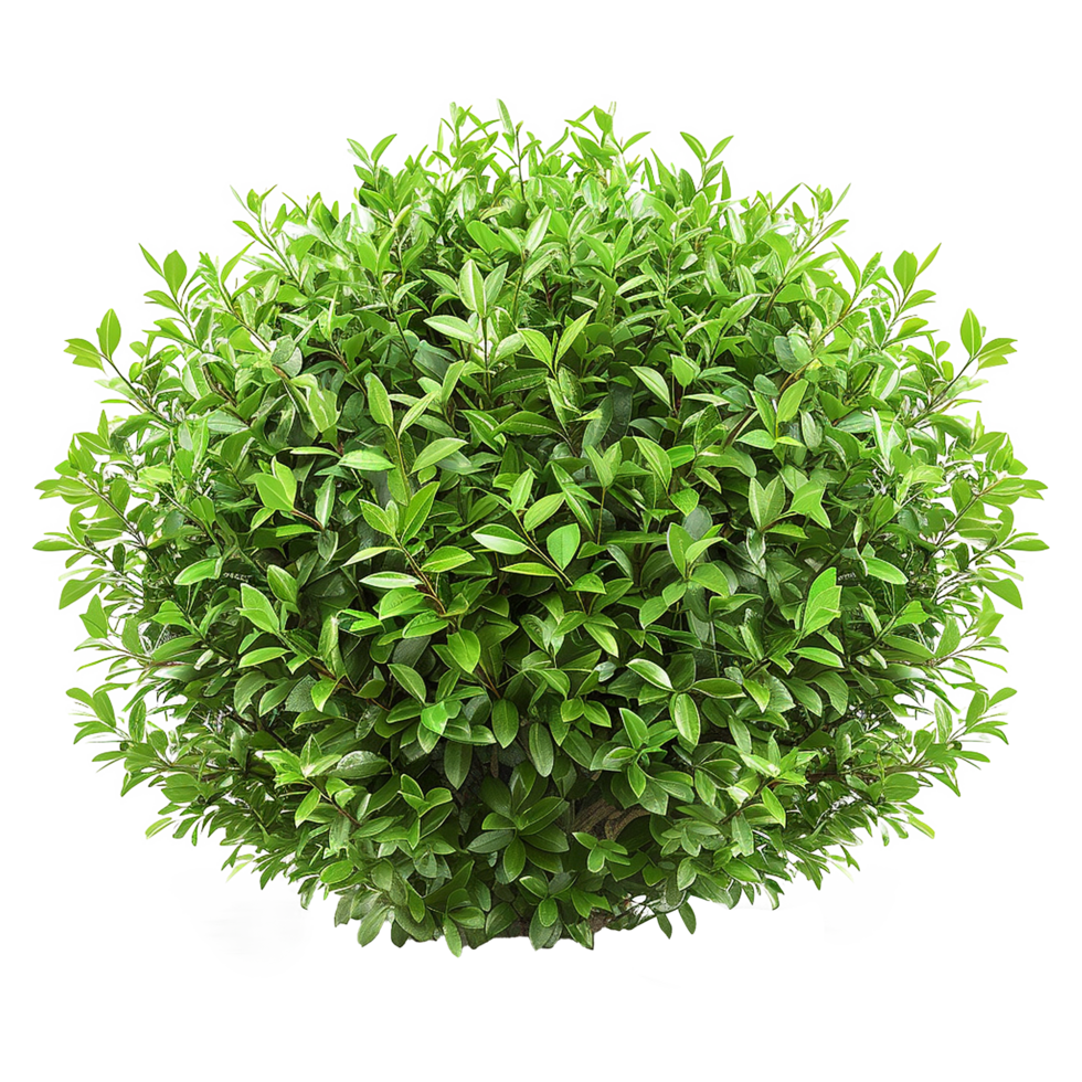 Green bush isolated on transparent background png