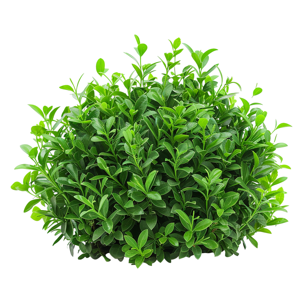 Green bush isolated on transparent background png