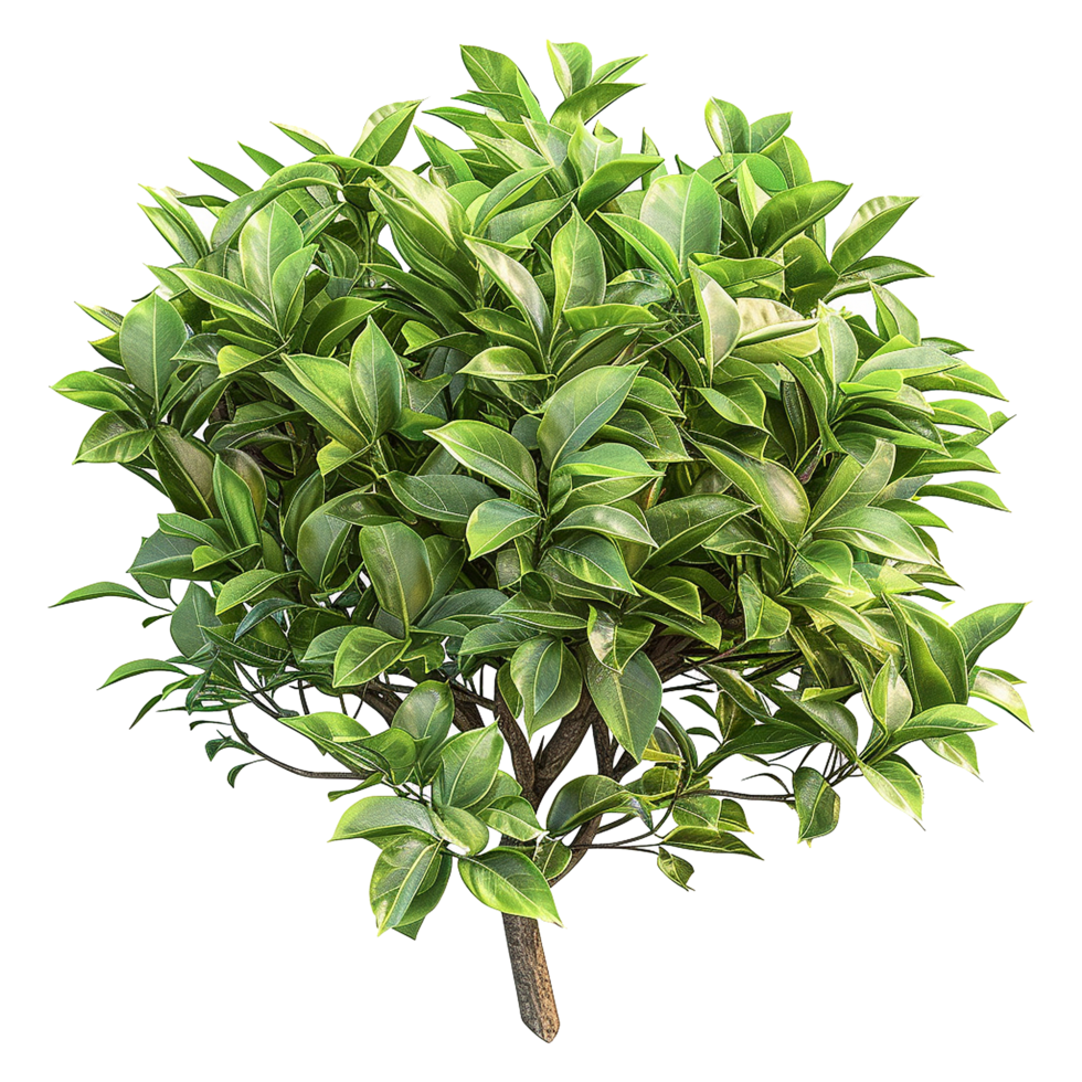 Green bush isolated on transparent background png