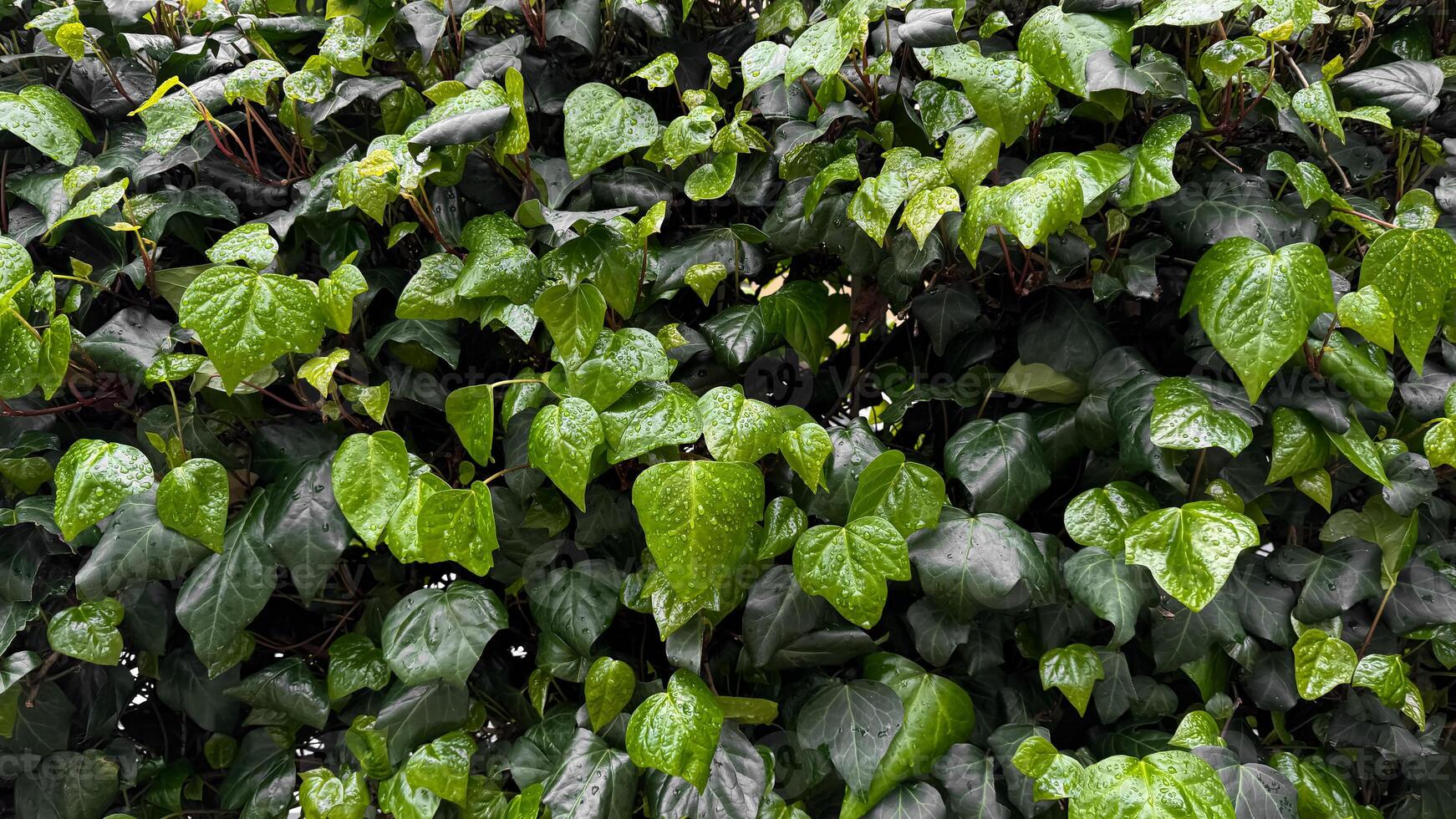 lozano verde hiedra hojas con gotas de lluvia, denso follaje después lluvia. hidratado plantas y naturaleza rejuvenecimiento concepto para diseño y impresión. cerca arriba, natural antecedentes. foto