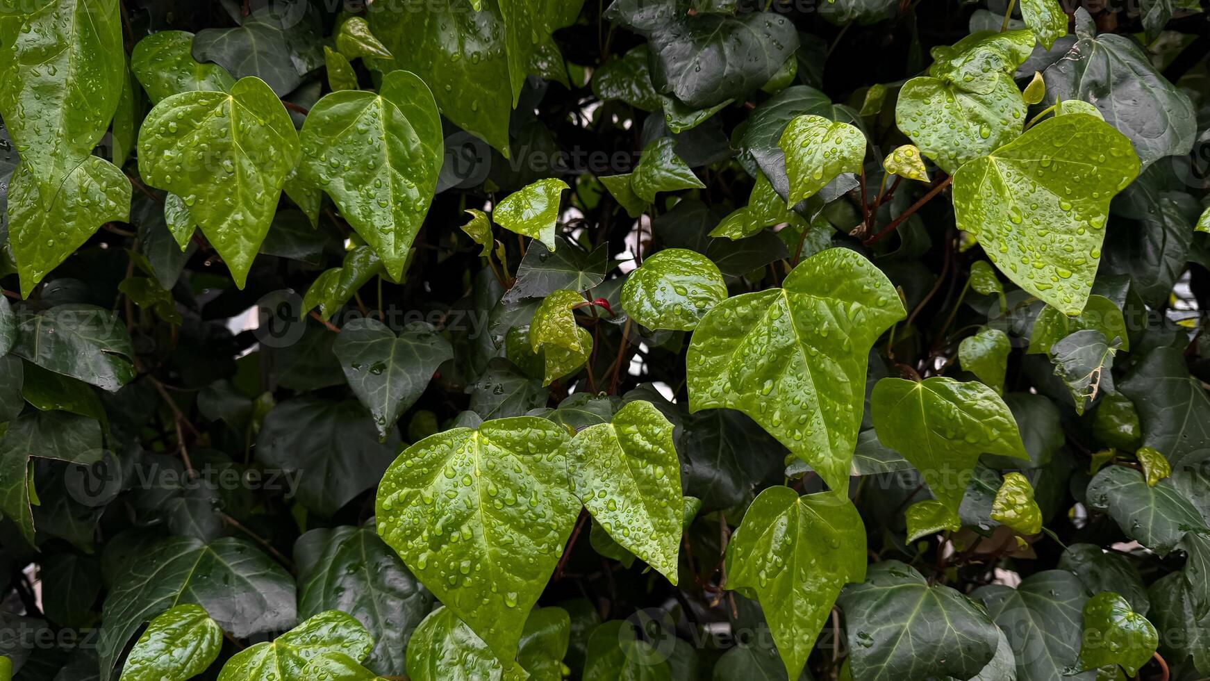 Wet green leaves with raindrops, close up on ivy plant. Nature background. Freshness concept for design and print. Macro shot with copy space. photo