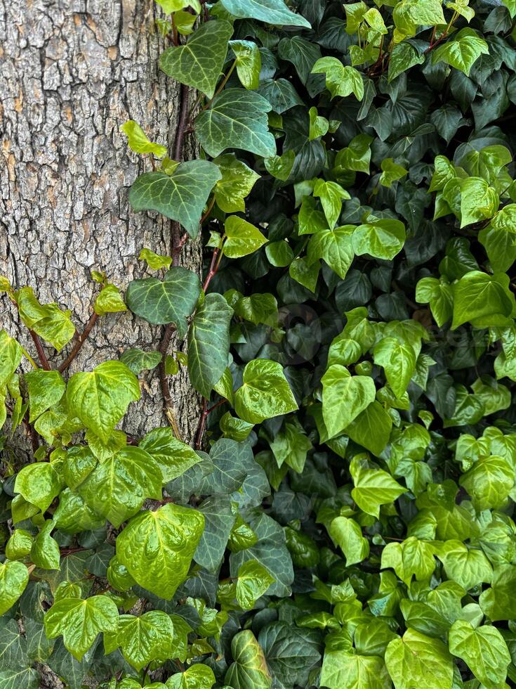 Vivid green ivy leaves climbing on rough tree bark. Variegated foliage, natural background, horticulture concept for design, banner, wallpaper. photo