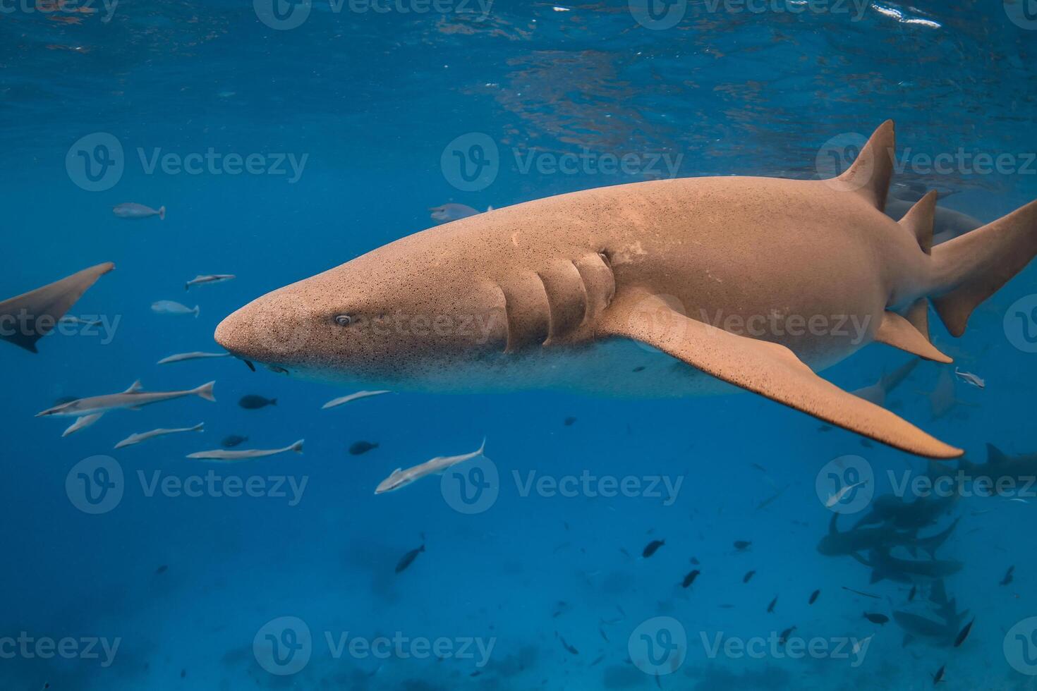 Nurse shark swims in tropical blue sea. Close up photo