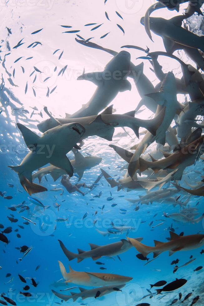 Swimming with a lot of nurse sharks in blue sea. photo