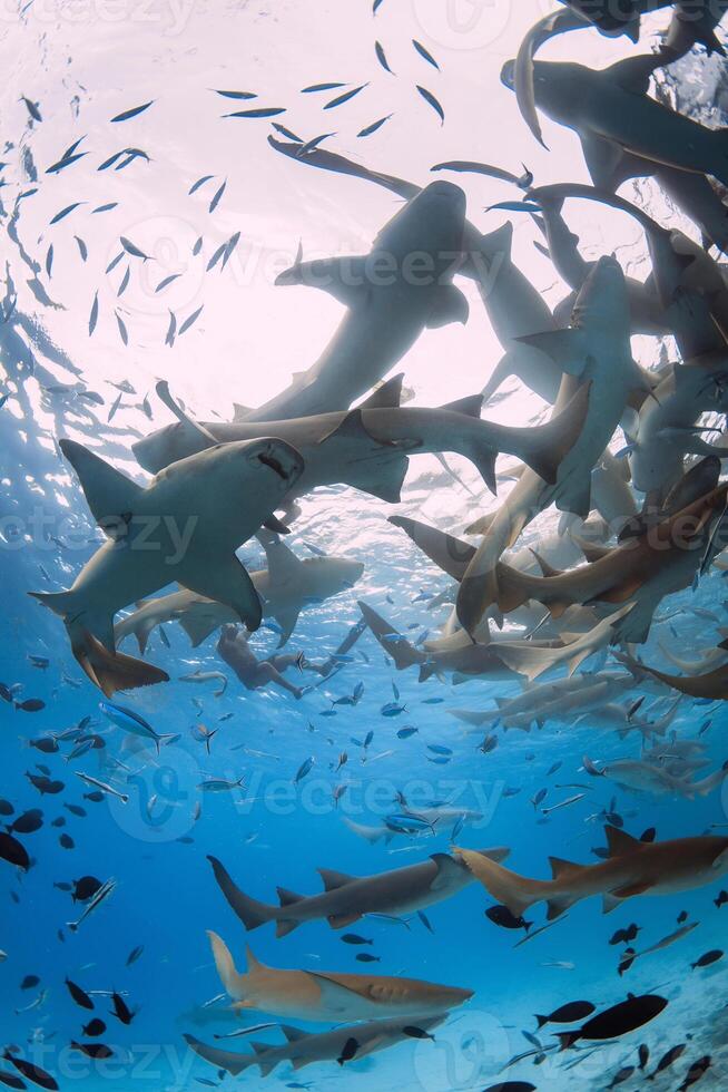 Swimming with a lot of nurse sharks in blue sea. photo