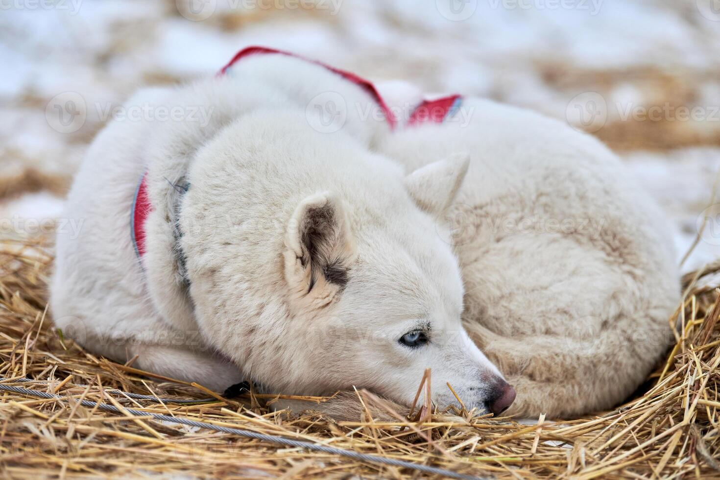 Husky sled dog lies on straw, stake out line photo