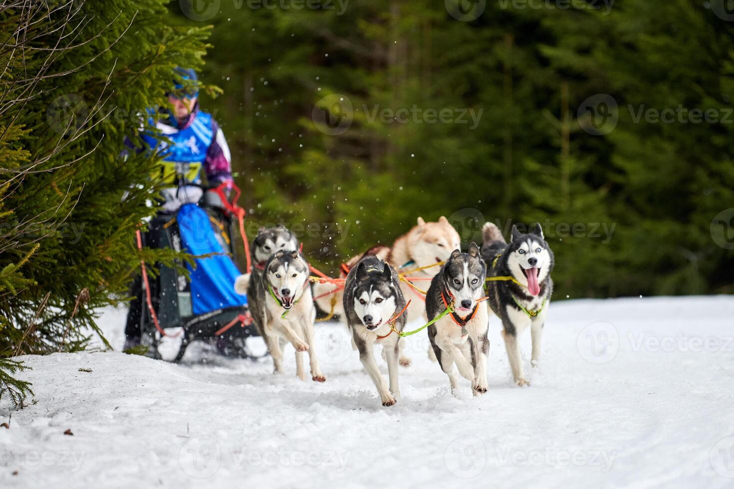 Husky sled dog racing photo