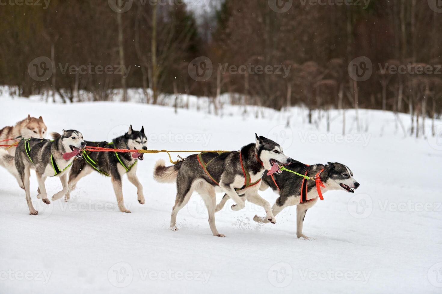 Running Husky dog on sled dog racing photo