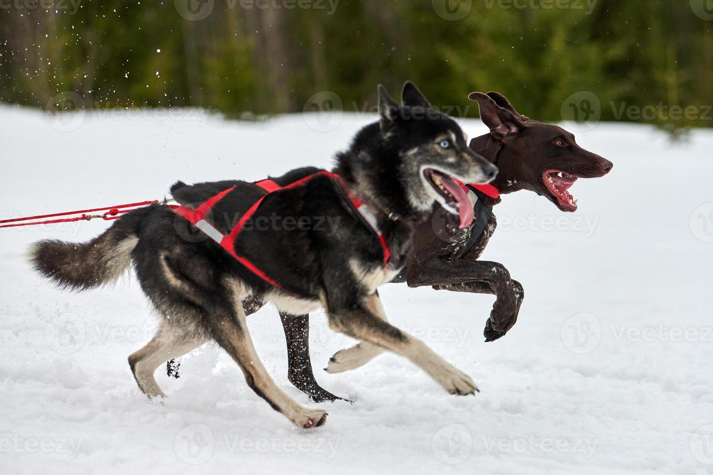 corriendo husky y perro puntero en carreras de trineos tirados por perros foto