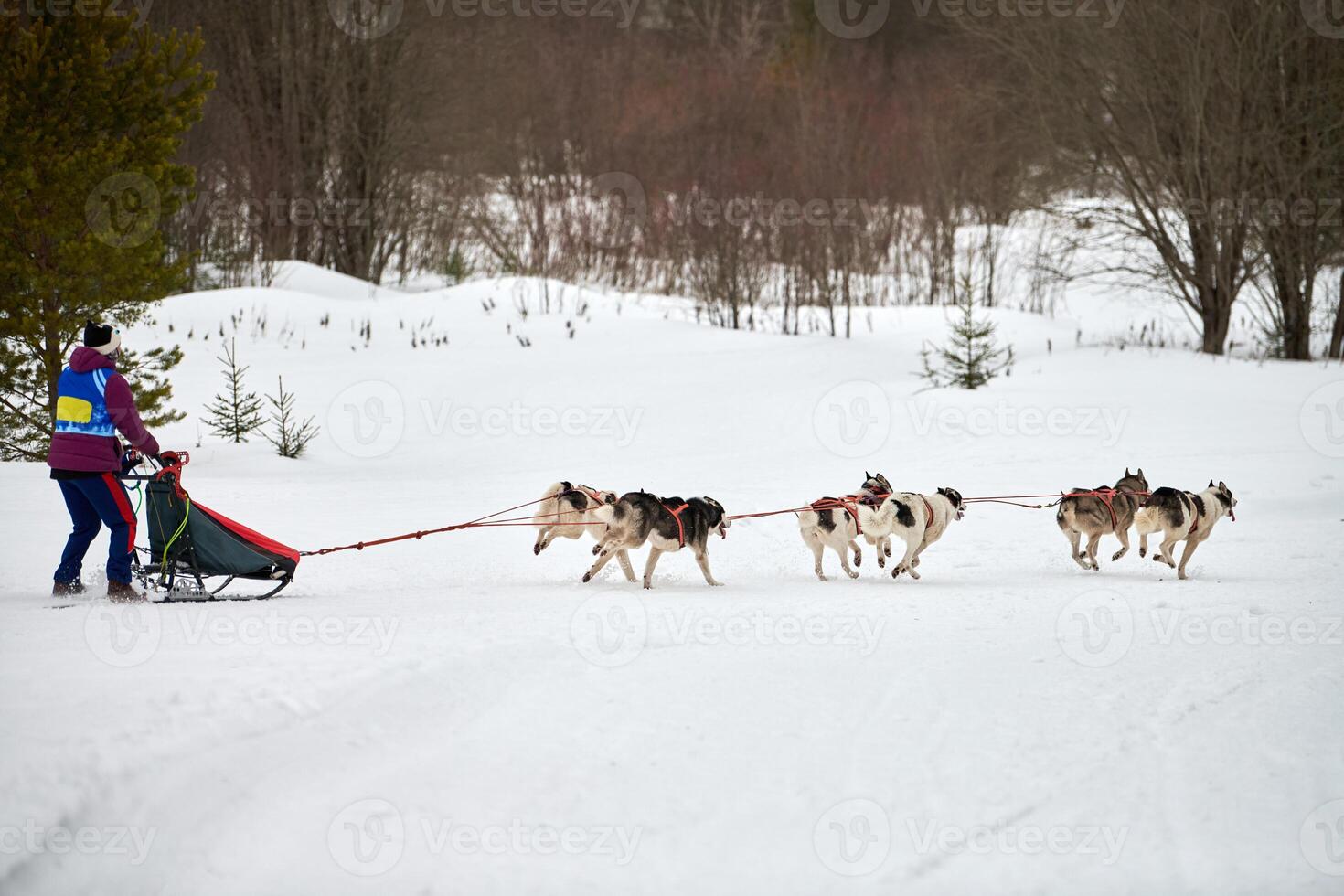 Husky sled dog racing photo