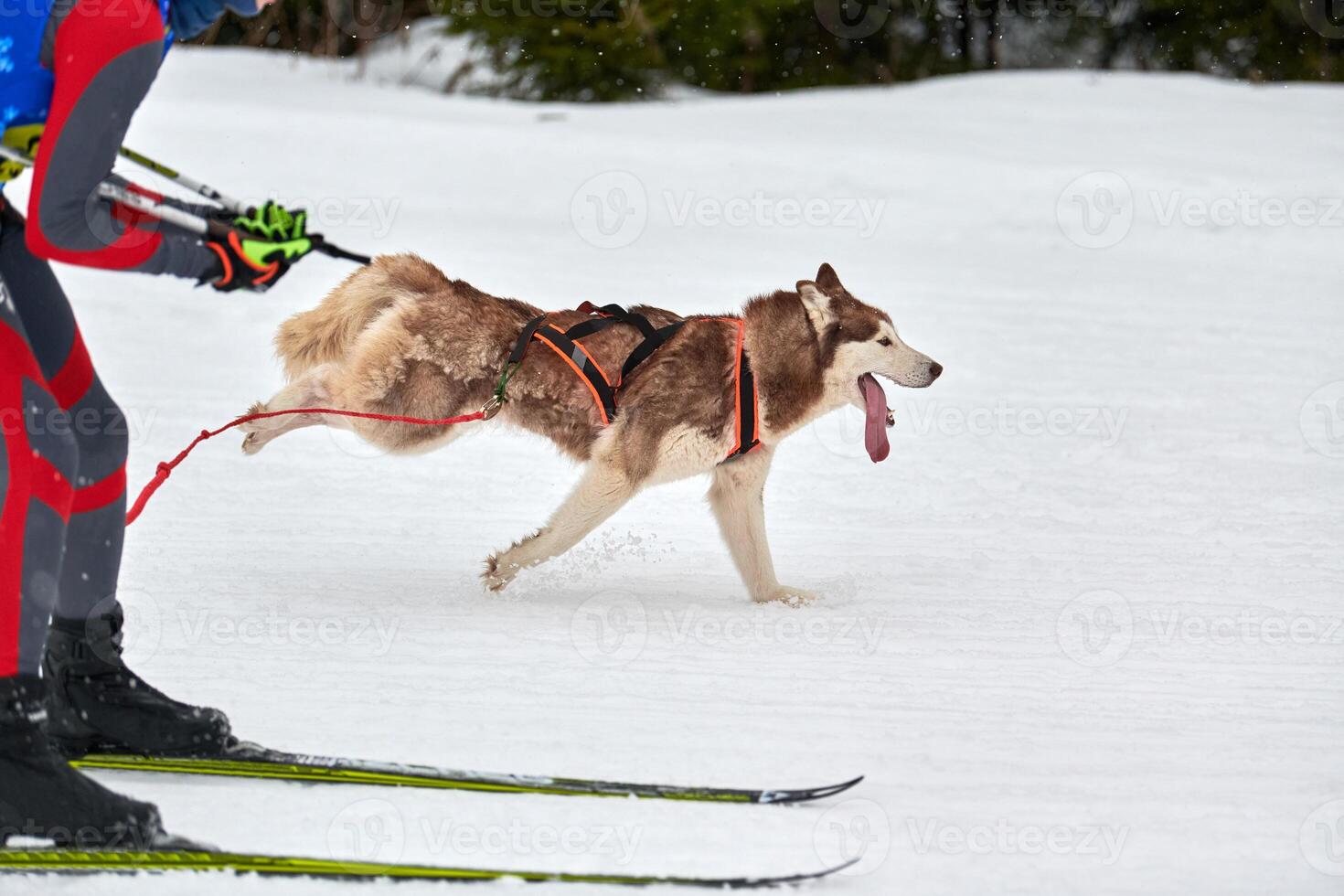 Skijoring dog sport racing photo