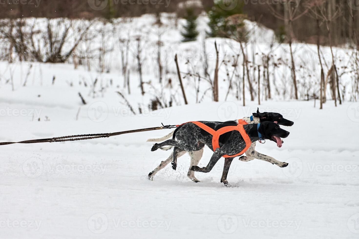 Running Pointer dog on sled dog racing photo