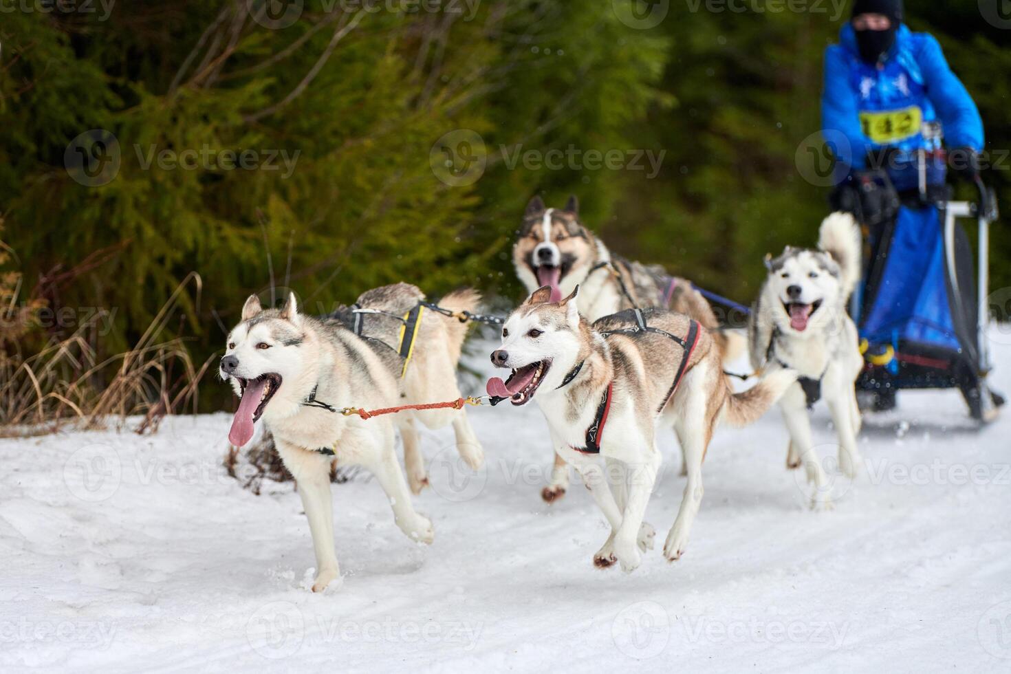 Husky sled dog racing photo