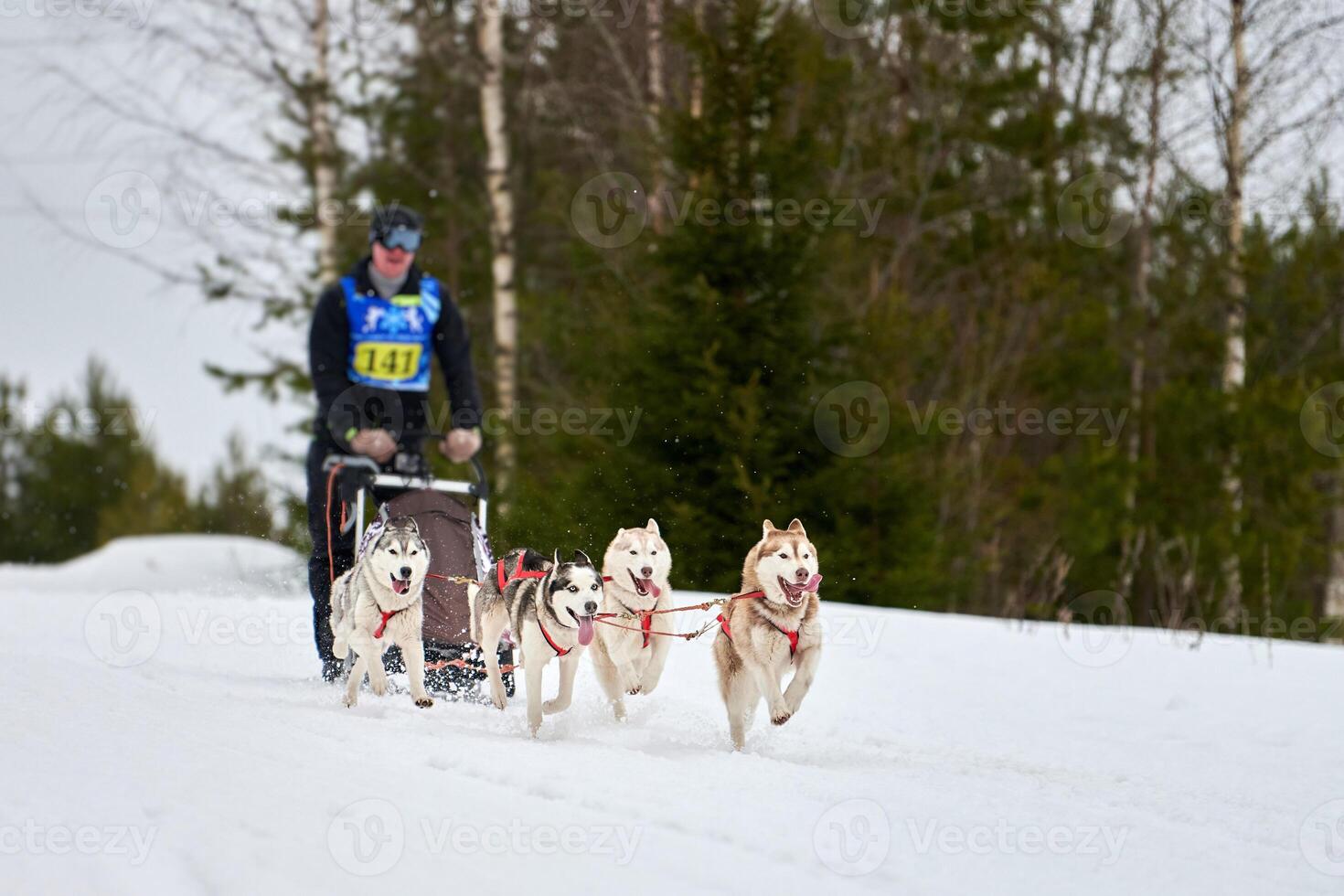 Husky sled dog racing photo