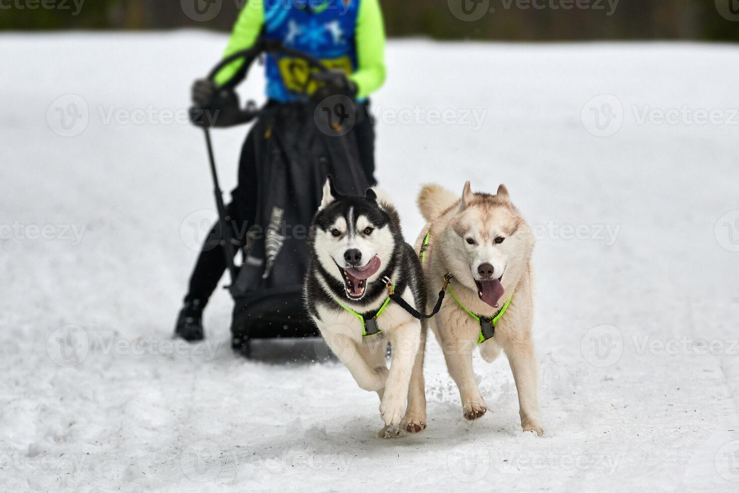 Husky sled dog racing photo
