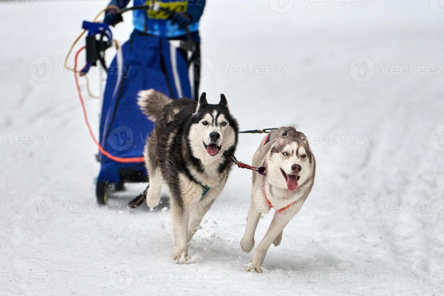 Husky sled dog racing photo