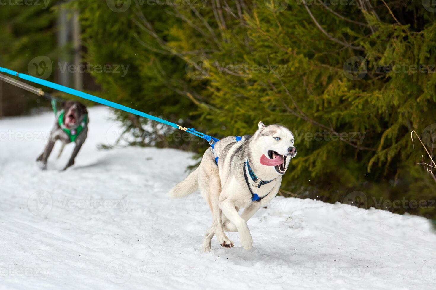 Running Husky dog on sled dog racing photo