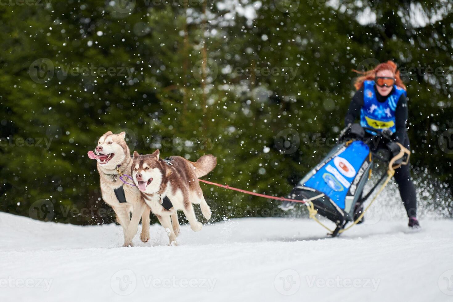 Husky sled dog racing. Musher falls off sled photo