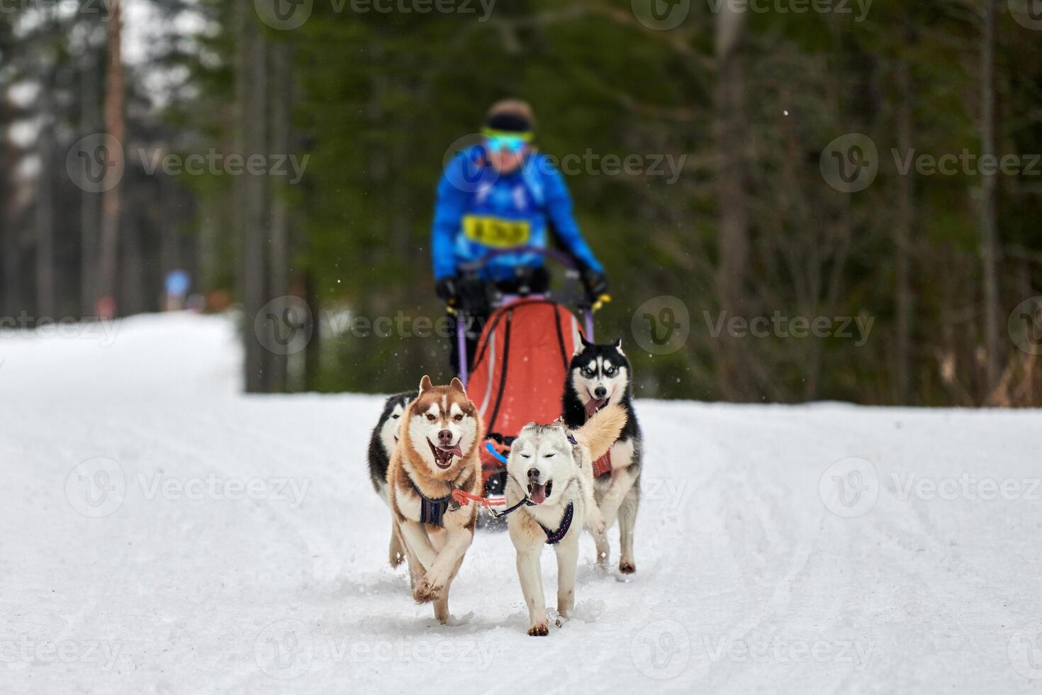 carreras de perros de trineo husky foto