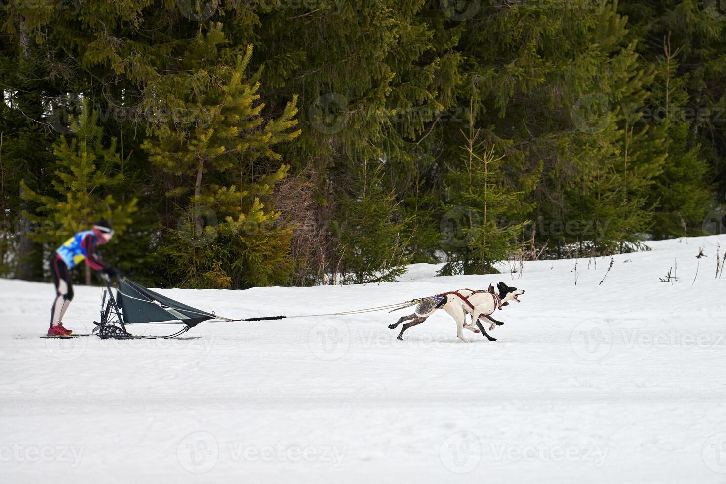 Husky sled dog racing photo