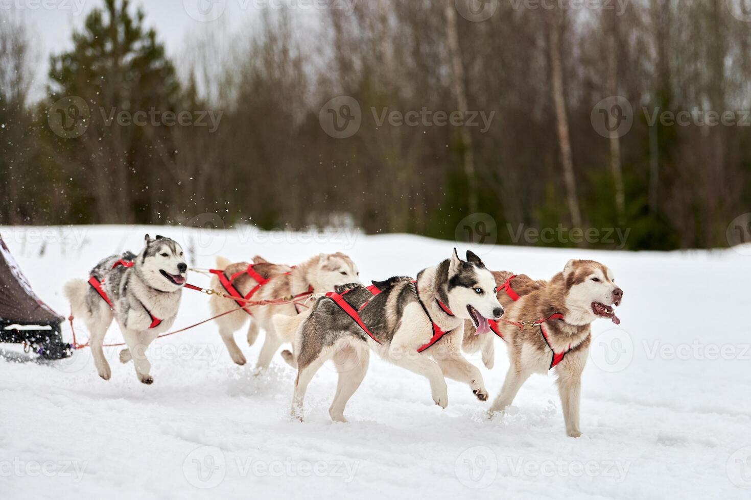 Running Husky dog on sled dog racing photo