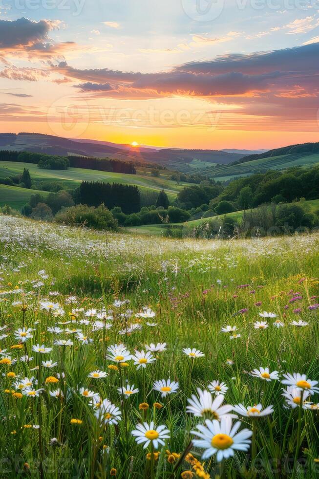 Field of Flowers With Sunset photo