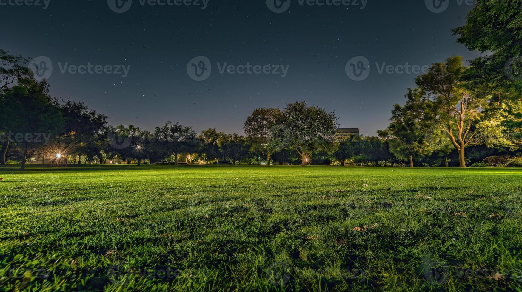 Night Grass Field With Background Trees photo