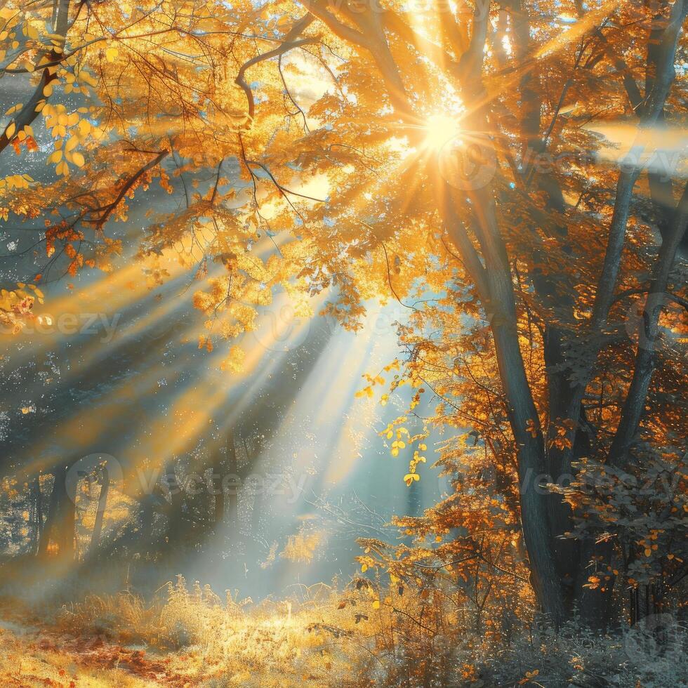 Sunlight Filtering Through Trees in Forest photo