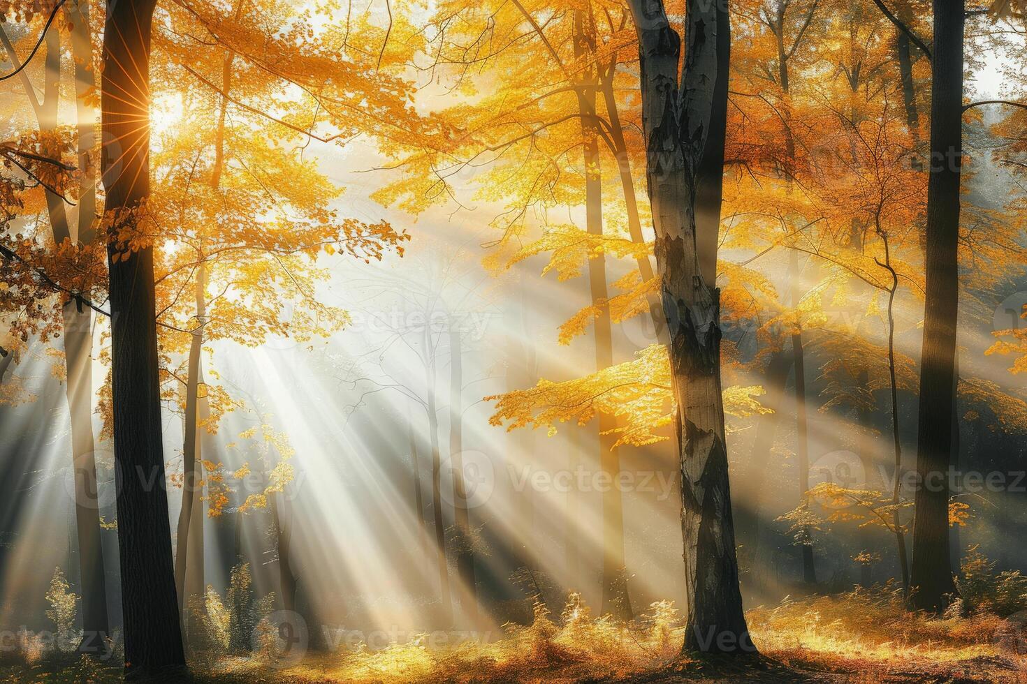 Sunlight Filtering Through Trees photo