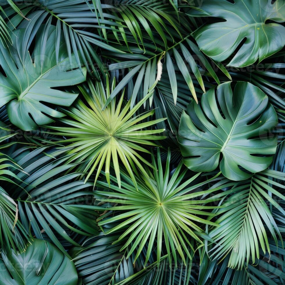 Close Up of Lush Green Tropical Leaves photo