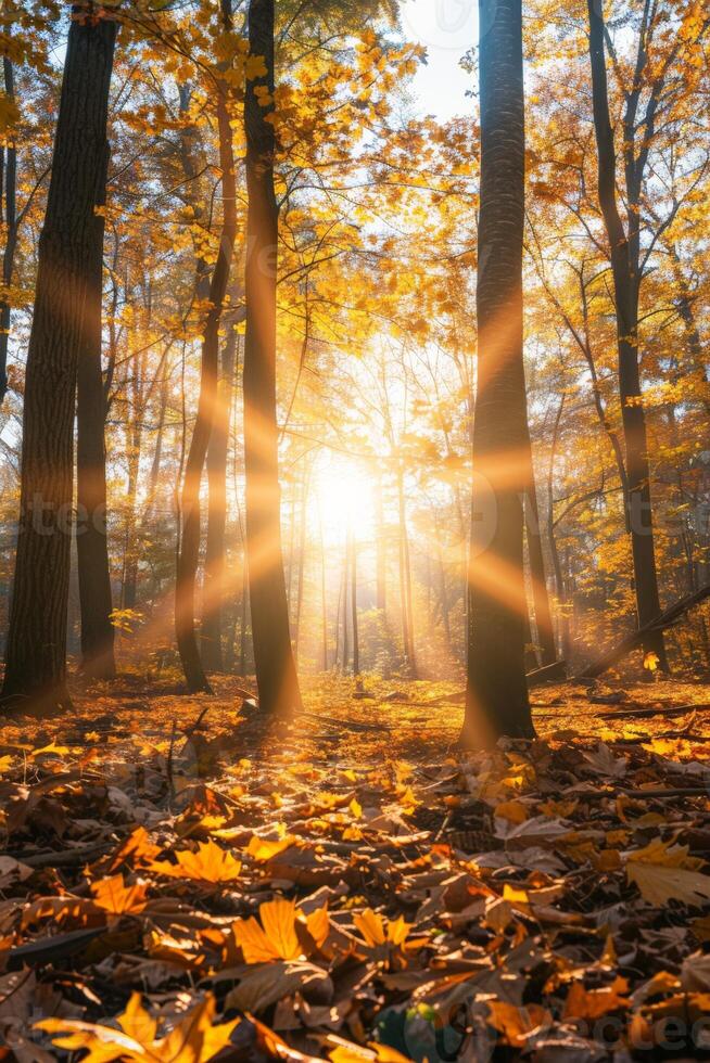 luz de sol filtración mediante arboles en bosque foto